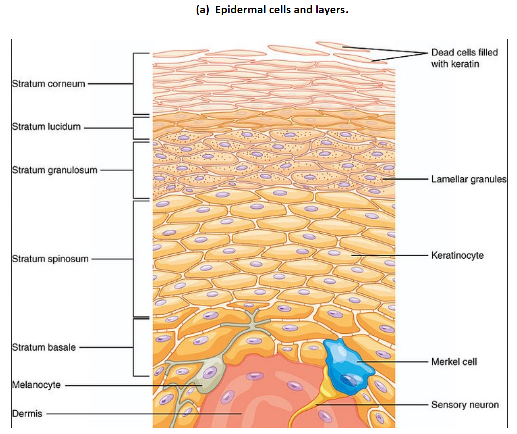 3.3: The Epidermis - Components and Functions - Medicine LibreTexts