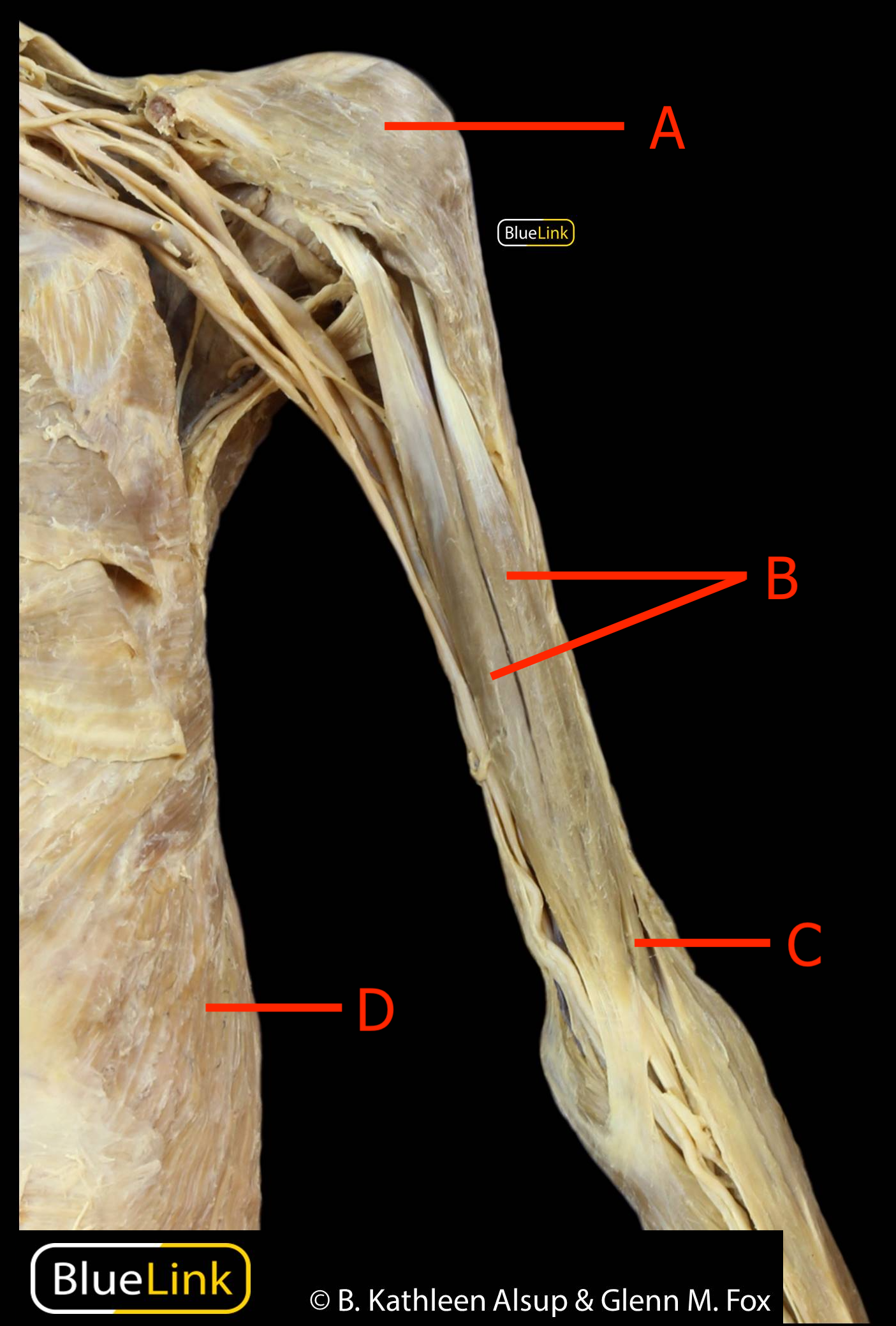 Upper Limb 5 (1).png