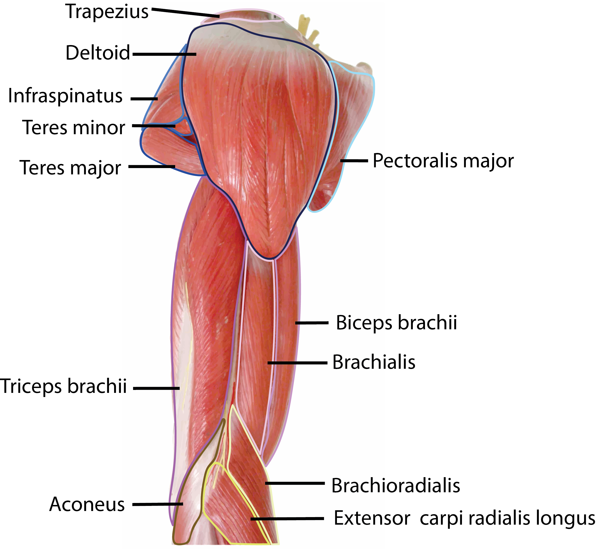 Arm Model Lateral View Muscles Outlined