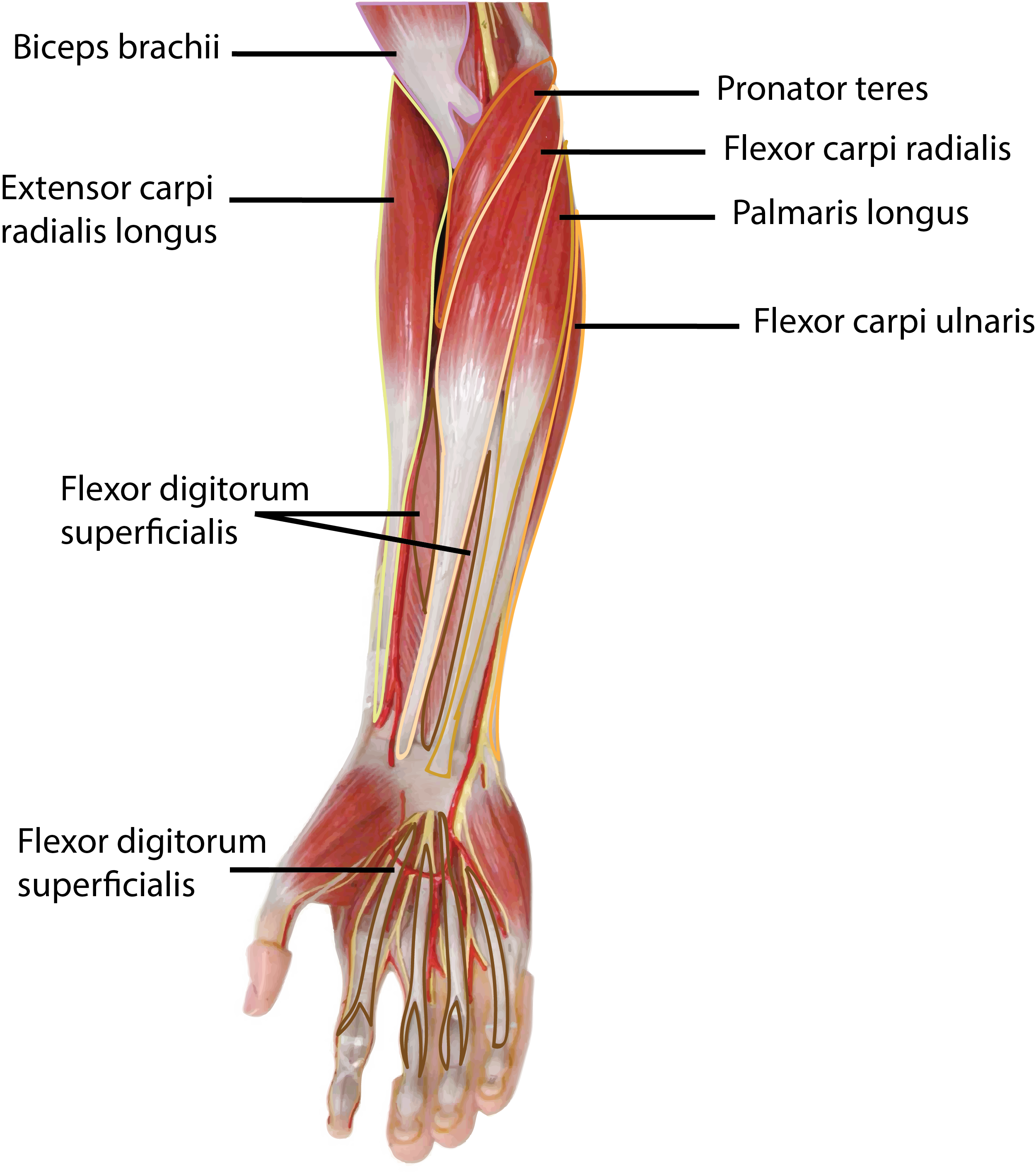 Forearm Model Anterior View Muscles Outlined and Labeled