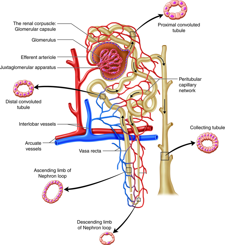 Nephron Structure with Histology Illustration.jpeg