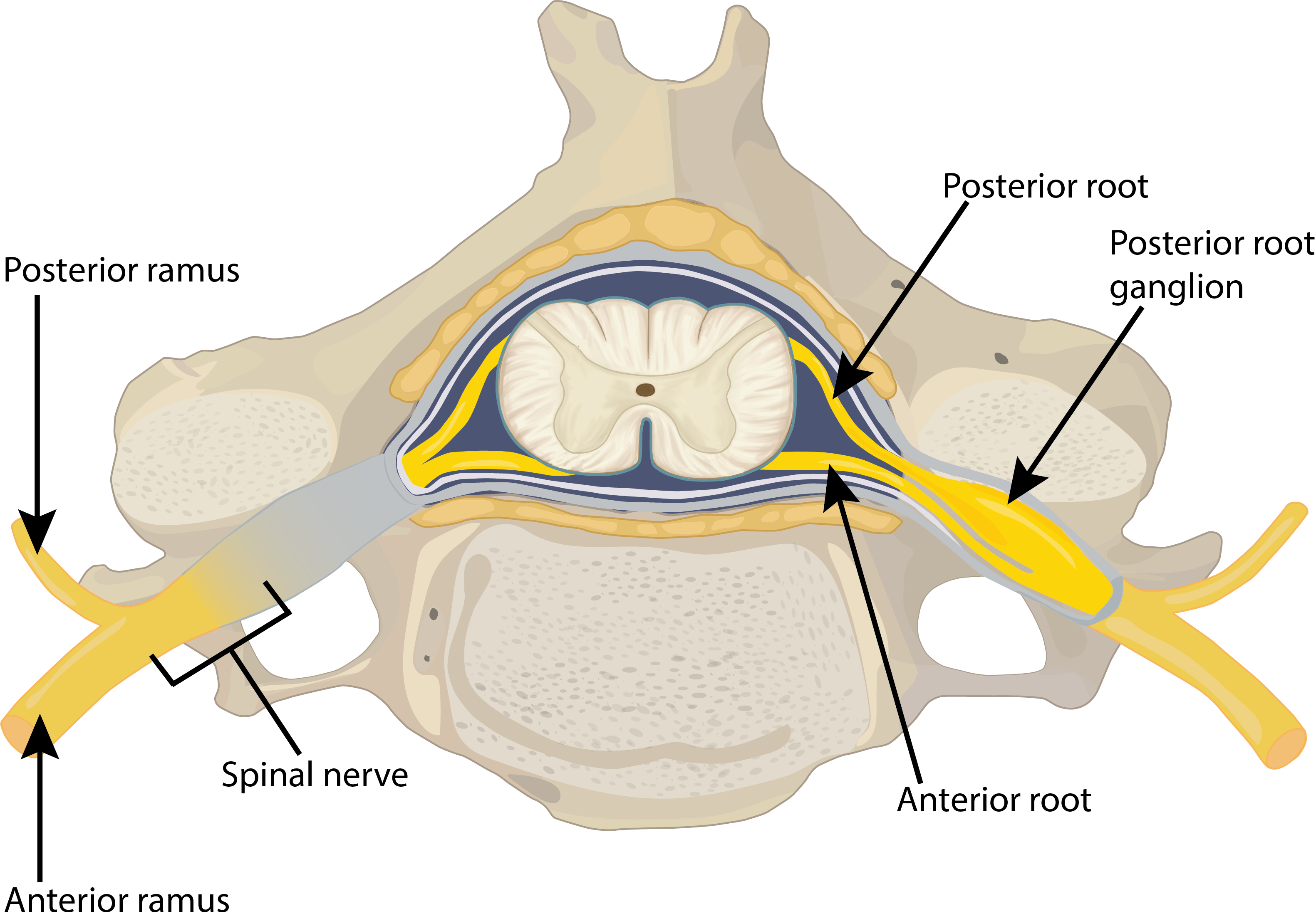 spinal cord and vertebra section with nerve branches labeled.png