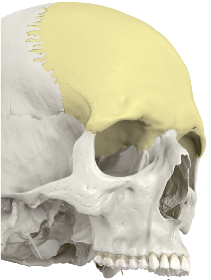 Frontal Bone In Situ