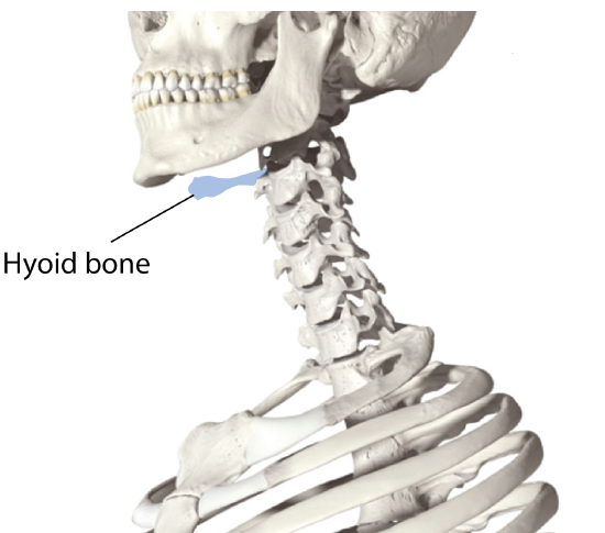 Hyoid Bone Position
