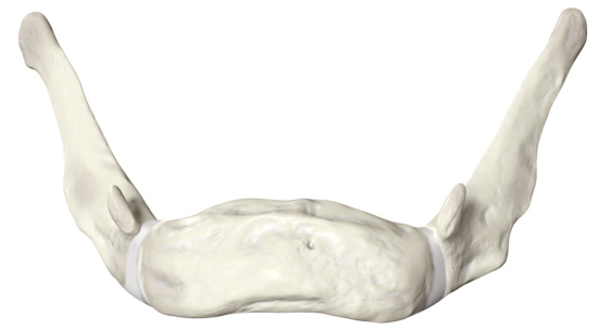 Hyoid Bone Anterior View