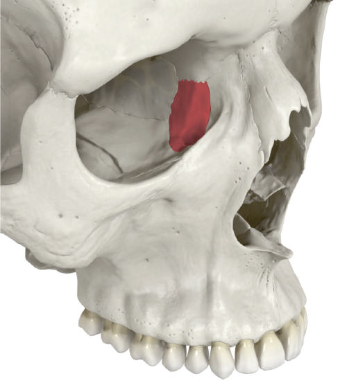 Lacrimal Bone In Situ