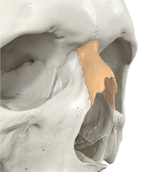 Nasal Bone In Situ