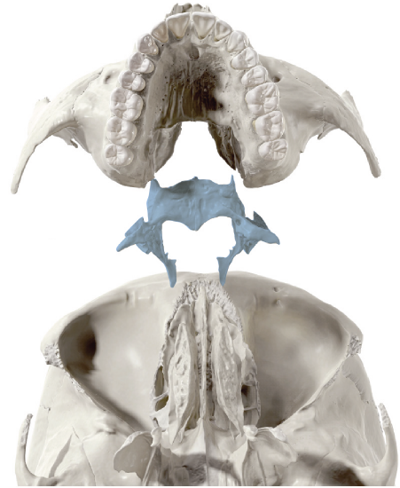 Palatine Bone Ex Situ inferior view
