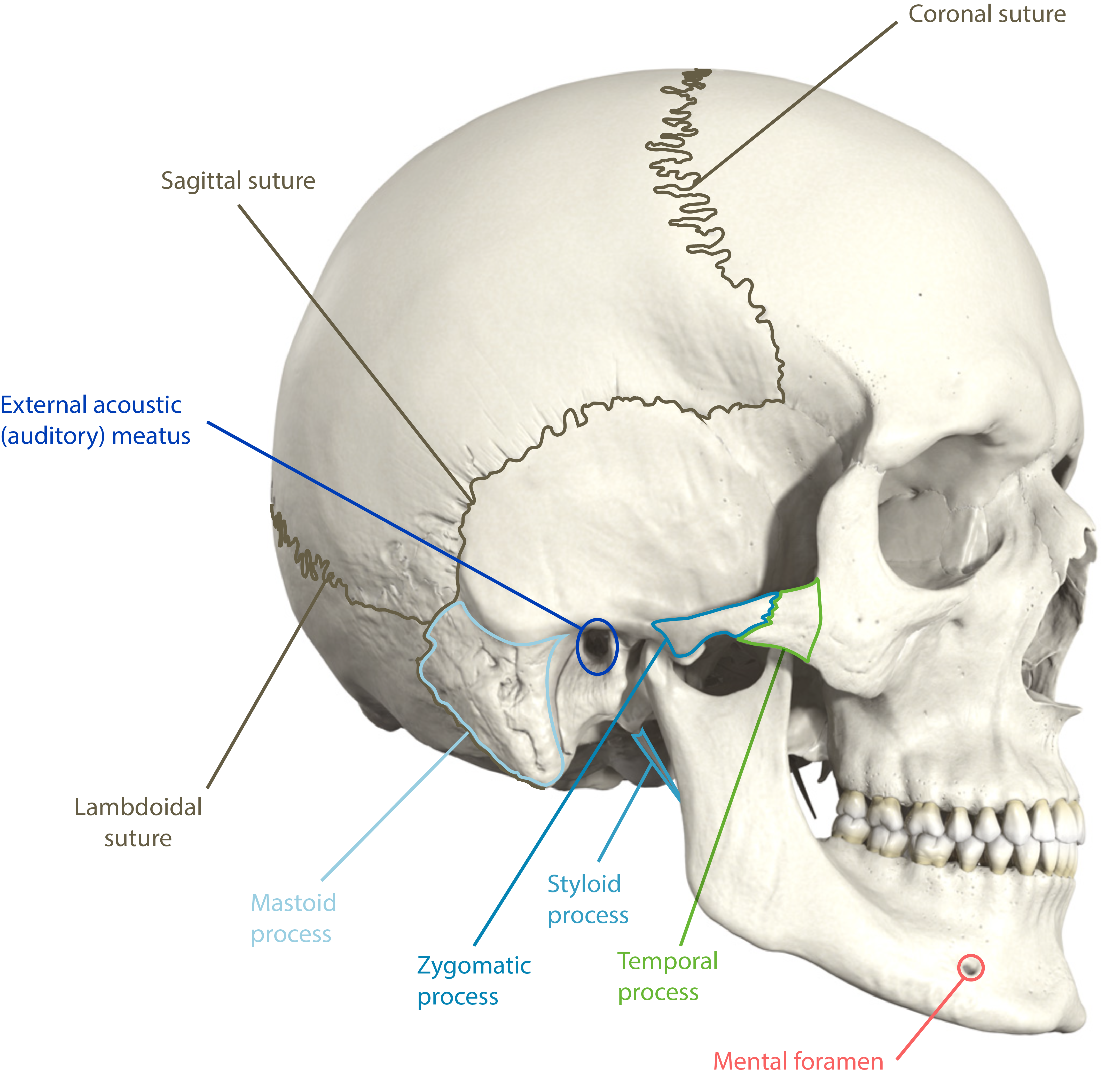 skeletal landmarks of the skull