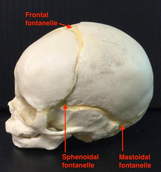 Fetal Skull Lateral View
