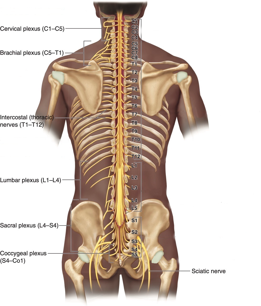 Spinal Cord and Plexi REF (1).png