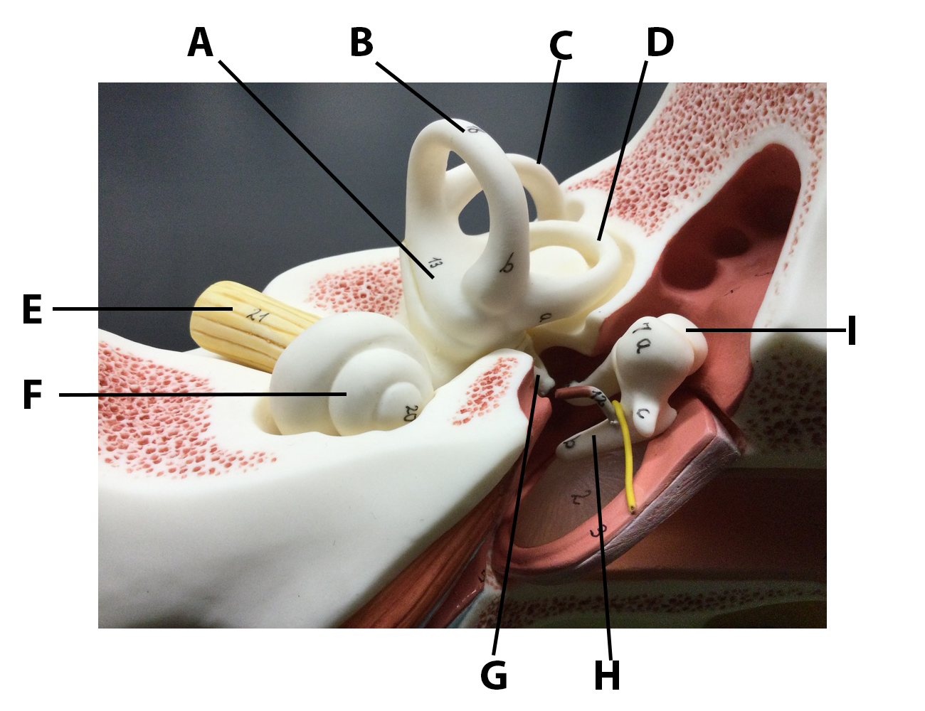 Ear Model - Middle and Inner Ear Close-up - with Letters