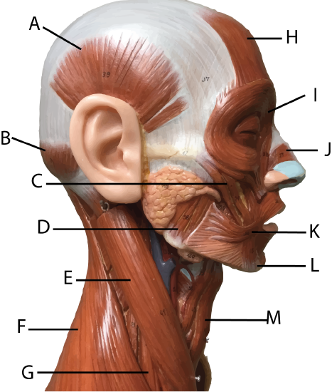 Torso Model Head and Neck Muscles Lateral View - Lettered