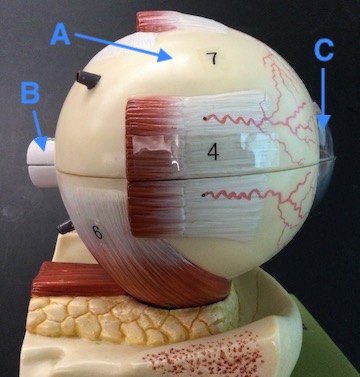 Eye Model External Lateral View - Lettered