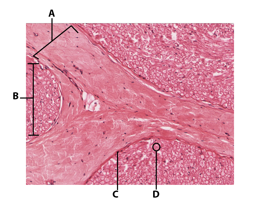 nerve histology cross section.png