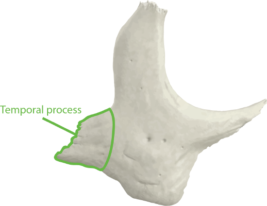 Zygomatic Bone Lateral View with Temporal Process