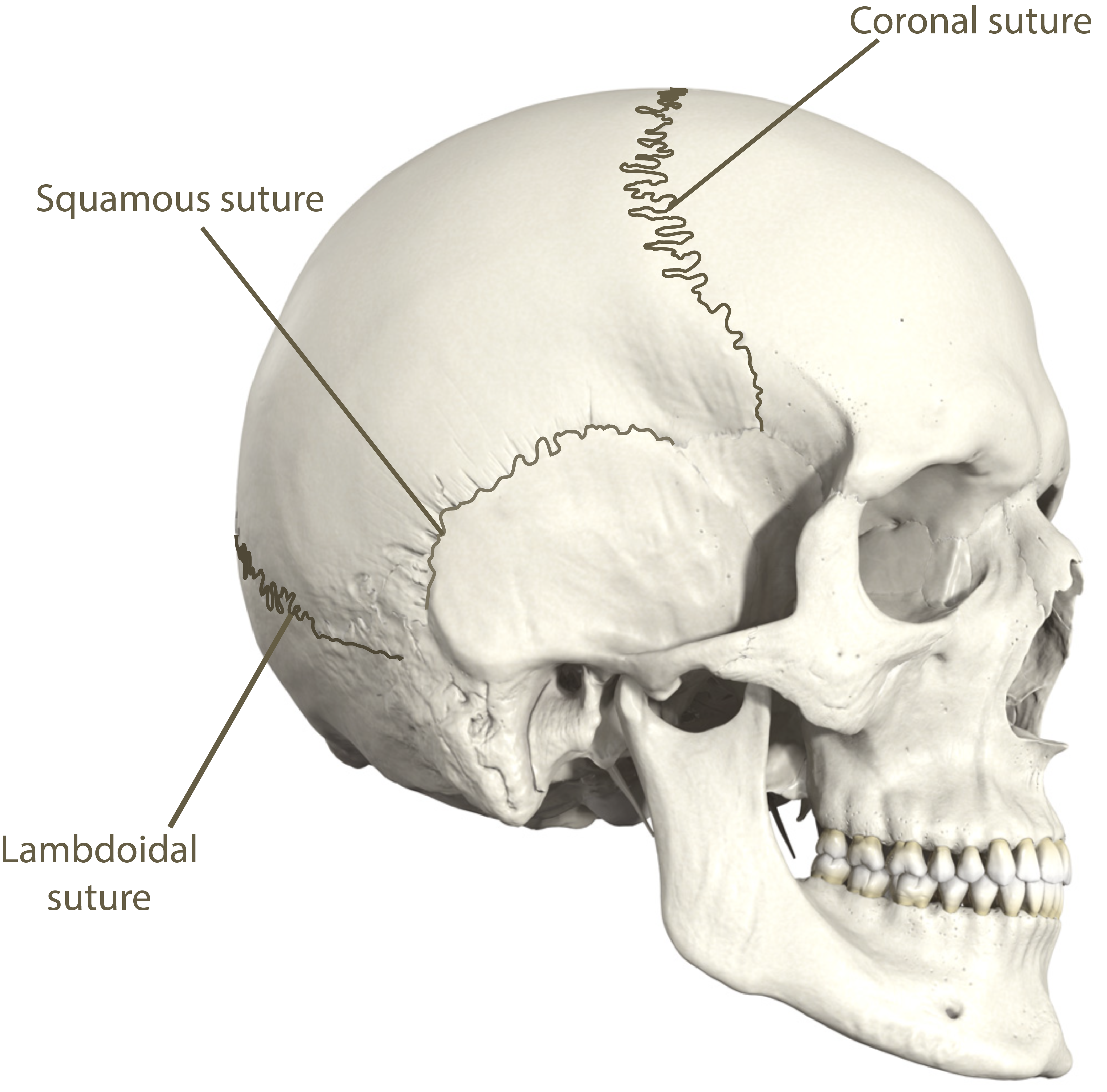 Skull Lateral View Sutures Labeled