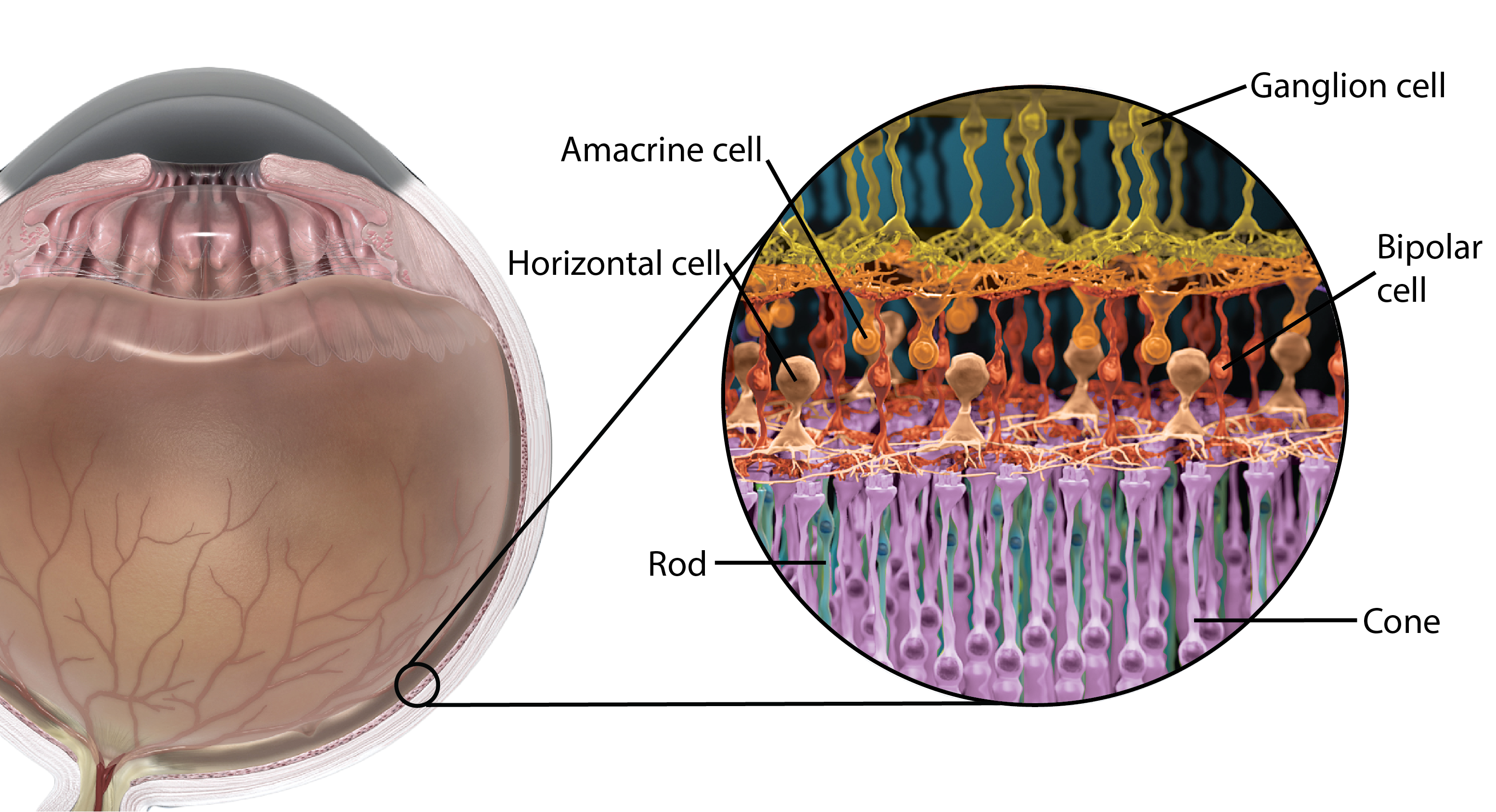 Apis Retinal 13.4: Vision - Medicine LibreTexts