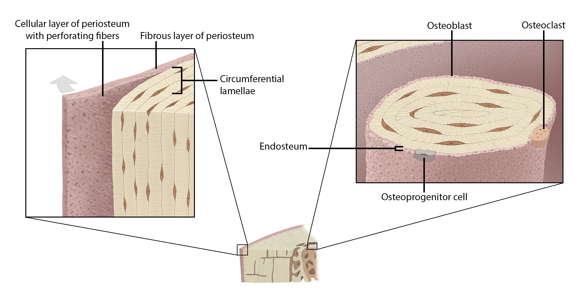 Periosteum and endosteum.png
