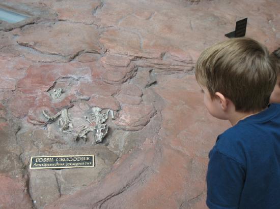 Small child looking at fossils in a large rock