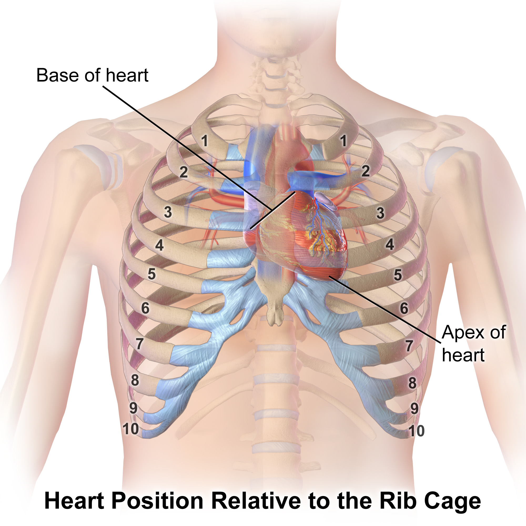 Heart Position with rib cage.png