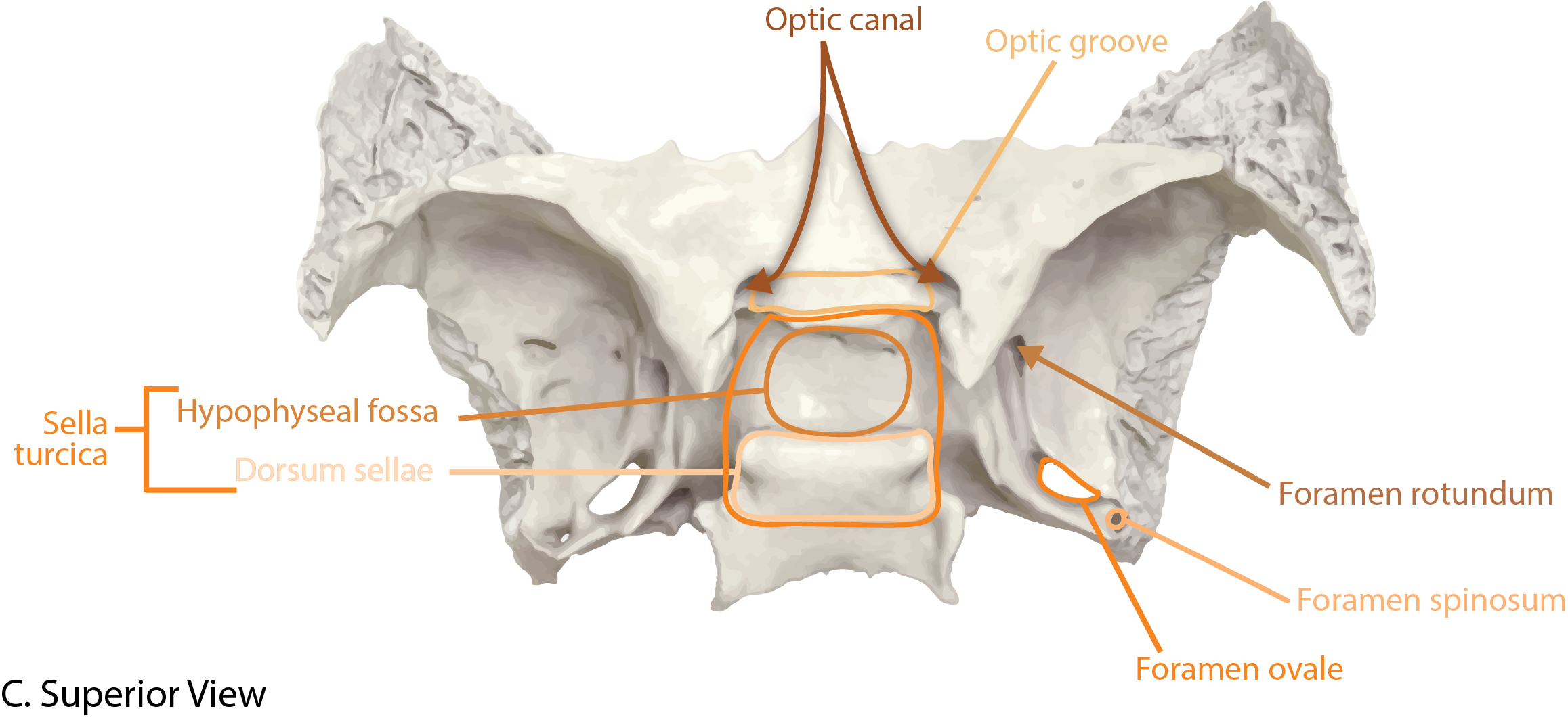 Sphenoid Bone Superior View with Landmarks Labeled