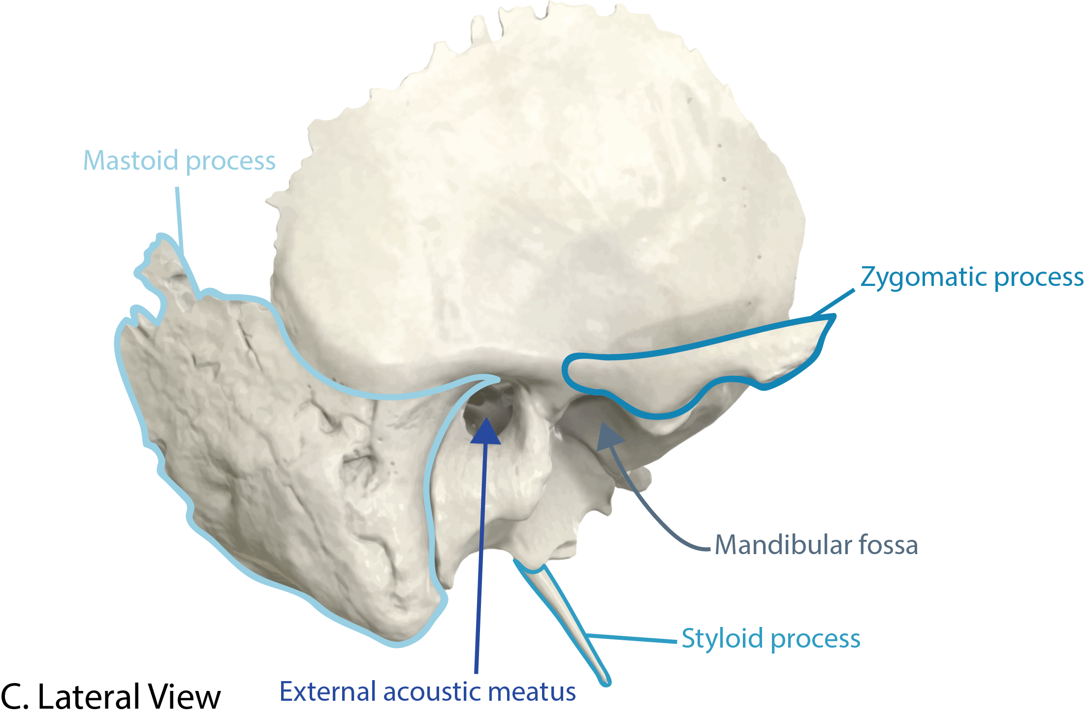 Temporal Bone Lateral View with Landmarks Labeled