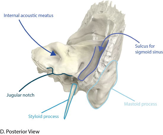 Temporal Bone Posterior View with Landmarks Labeled