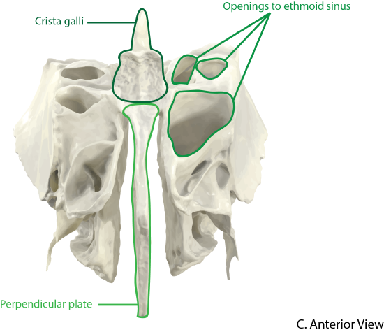 Ethmoid bone anterior view with landmarks