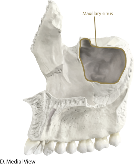 Maxilla Medial View with Landmarks