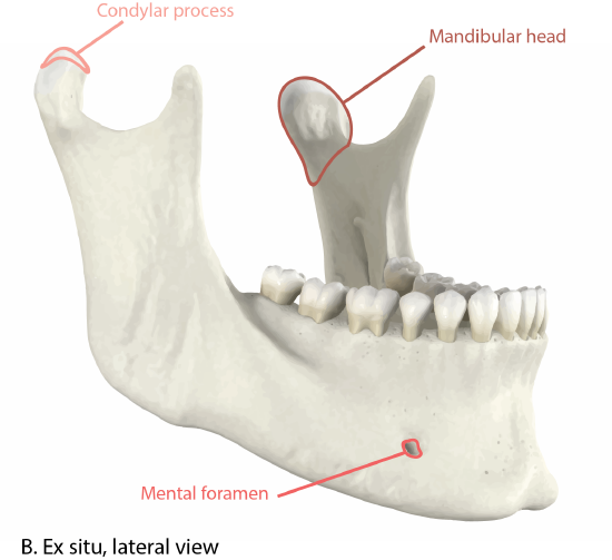 Mandible Ex Situ Lateral View with Landmarks