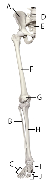 Lower Limb Bones with Labels.png