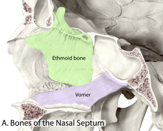Nasal Septum Bones