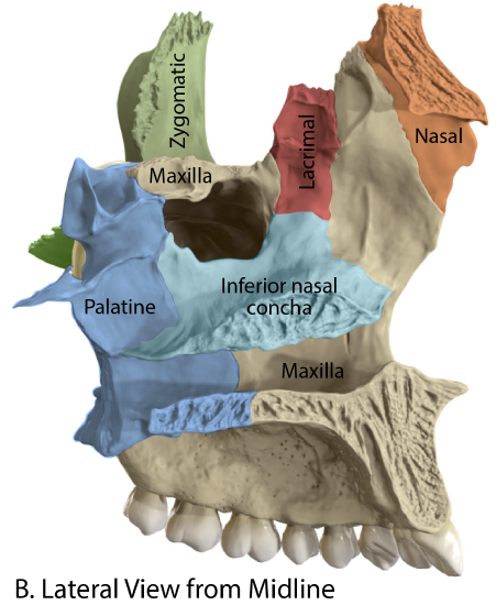 Nasal Complex Lateral Wall