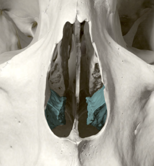 Nasal Complex Anterior View of Inferior Nasal Conchae