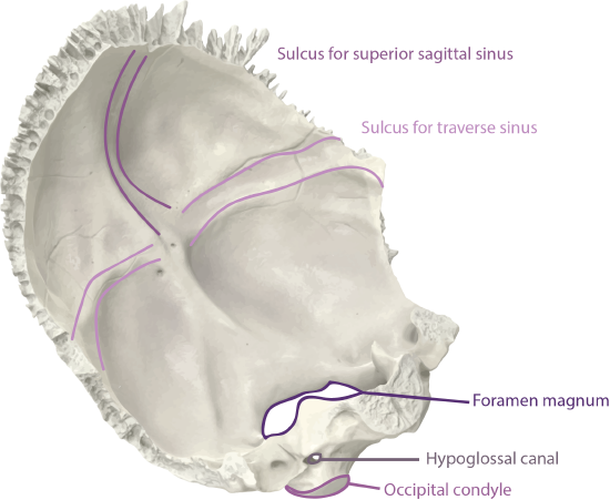 Occipital Bone Landmarks Anterior Oblique View