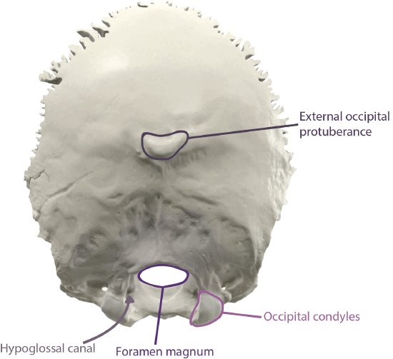 Occipital Bone Landmarks Posterior View