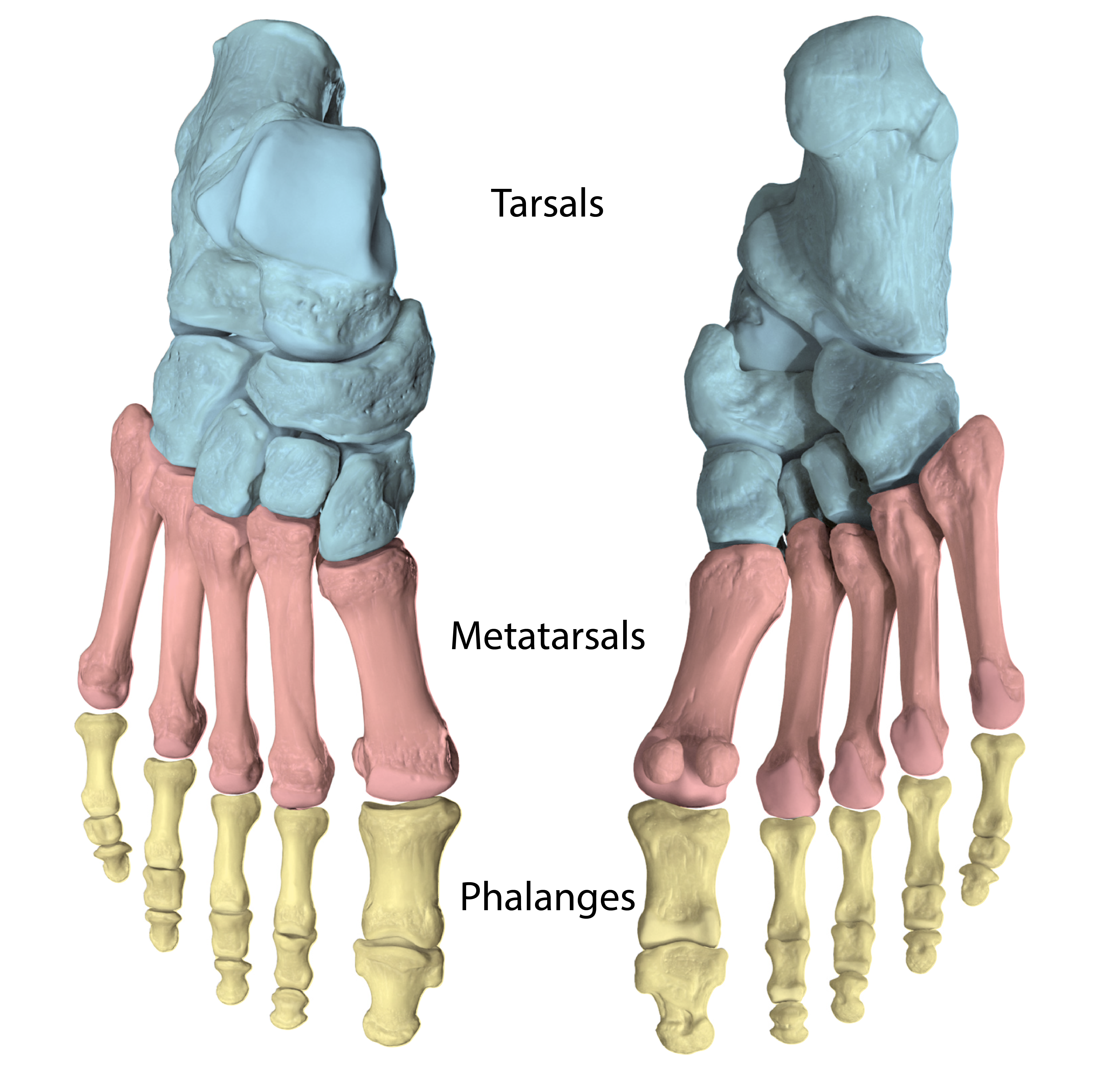 Metatarsal Modifiers Femur Tibia Fibula Tarsals Metatarsals Phalanges