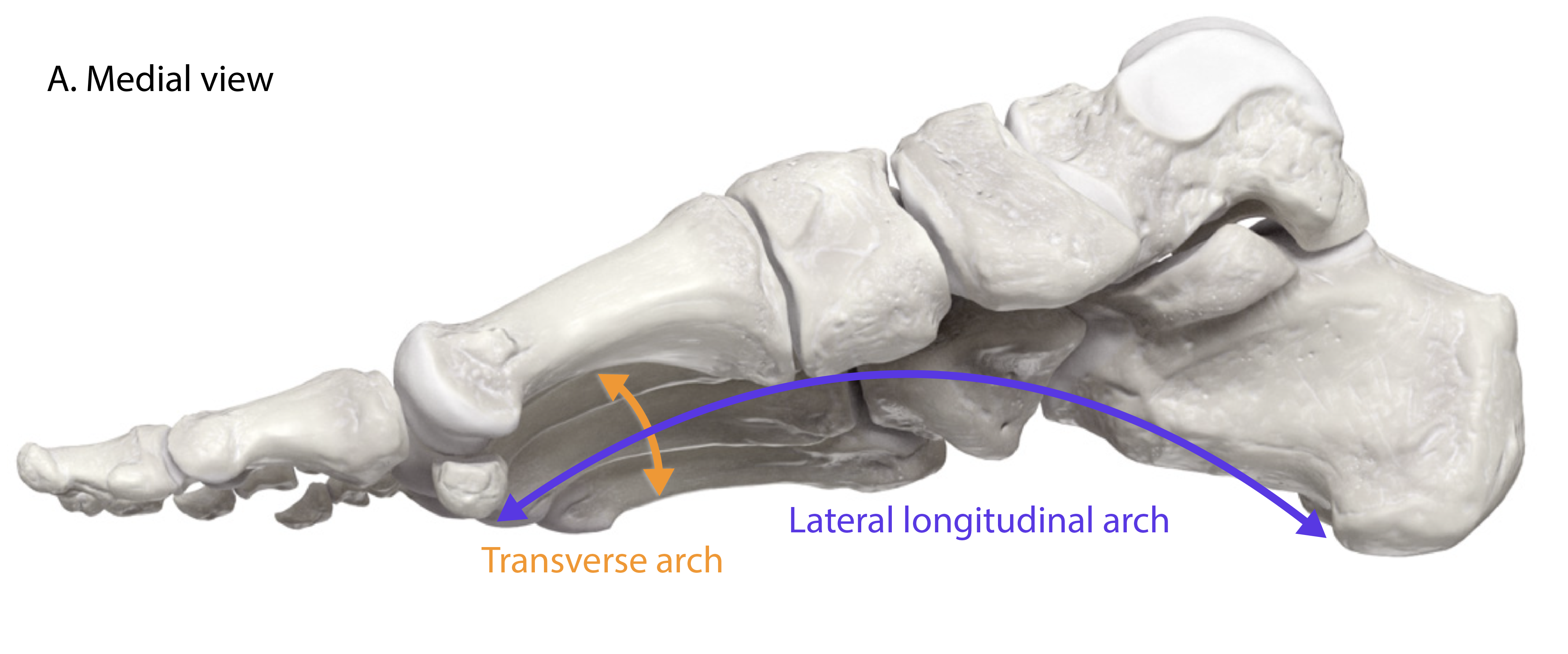 Arches of the Foot - Medial View.png