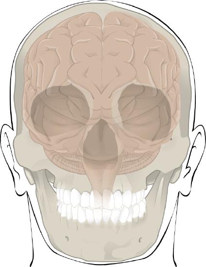 Human skull with shadow of brain