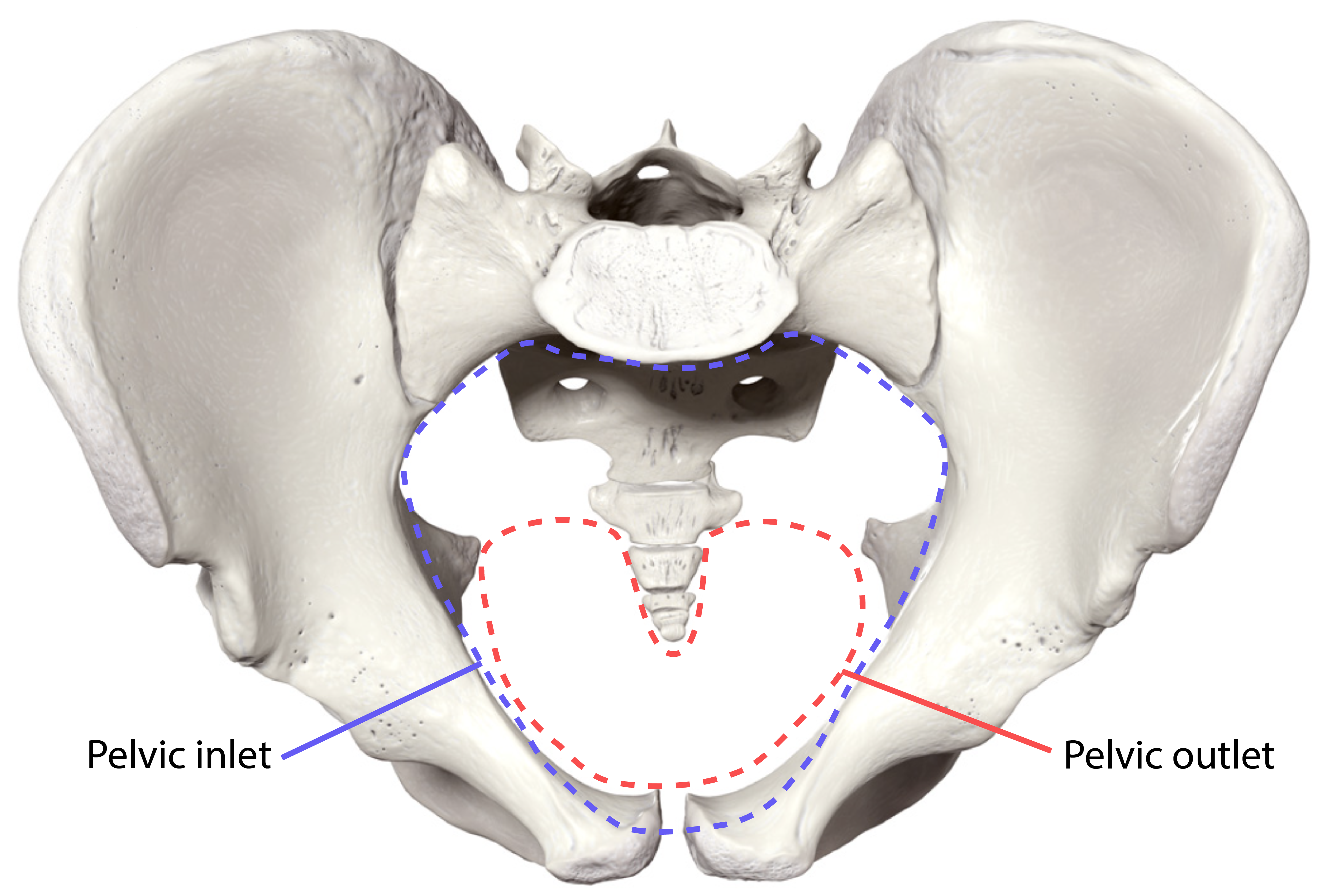 Pelvic inlet and pelvic outlet.png