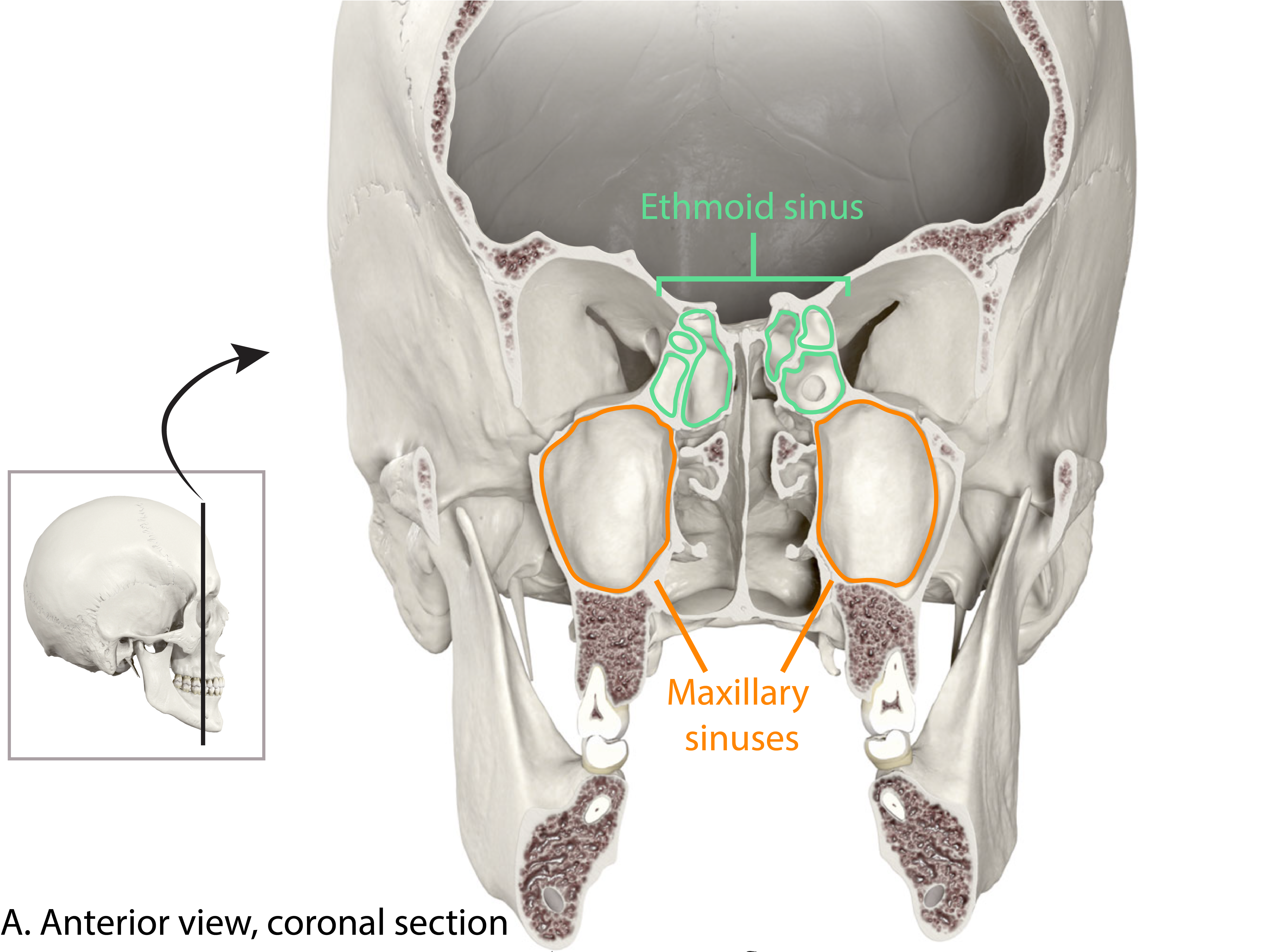 Paranasal Sinuses Anterior View Coronal Section.png
