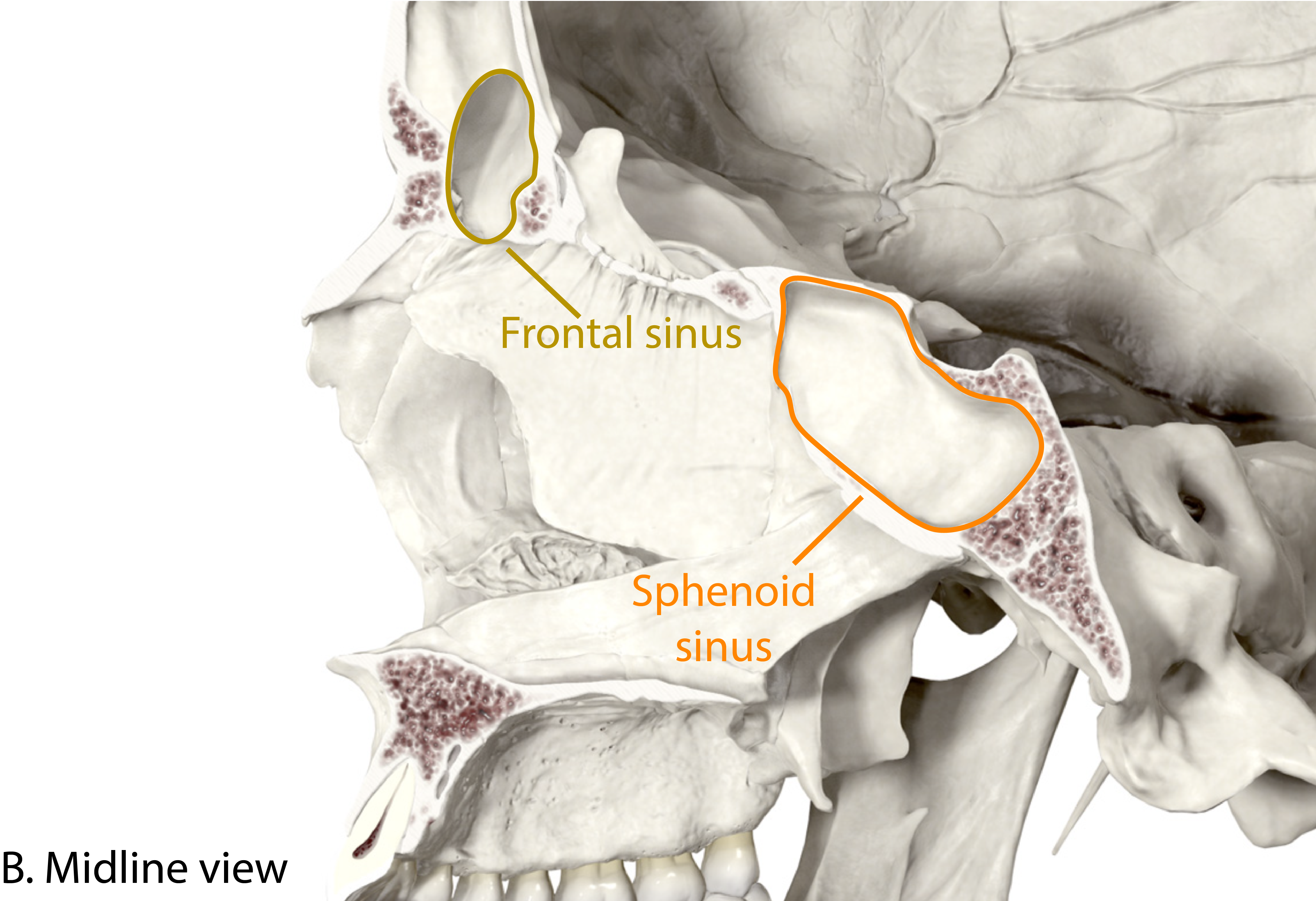 Paranasal Sinuses Midline Sagittal Section