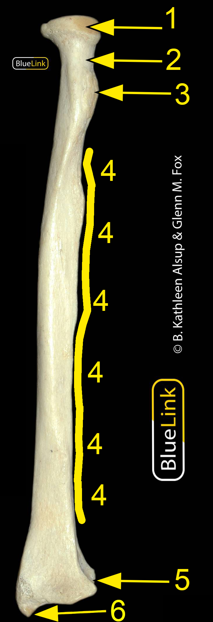 A view of the anterior radius with selected landmarks numbered.