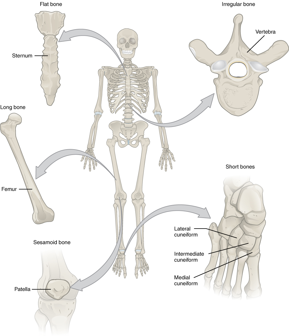601_Bone_Classification.jpg