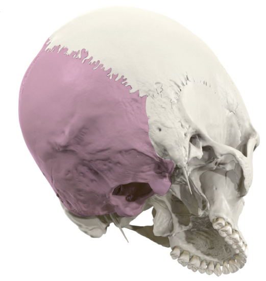 Occipital Bone In Situ