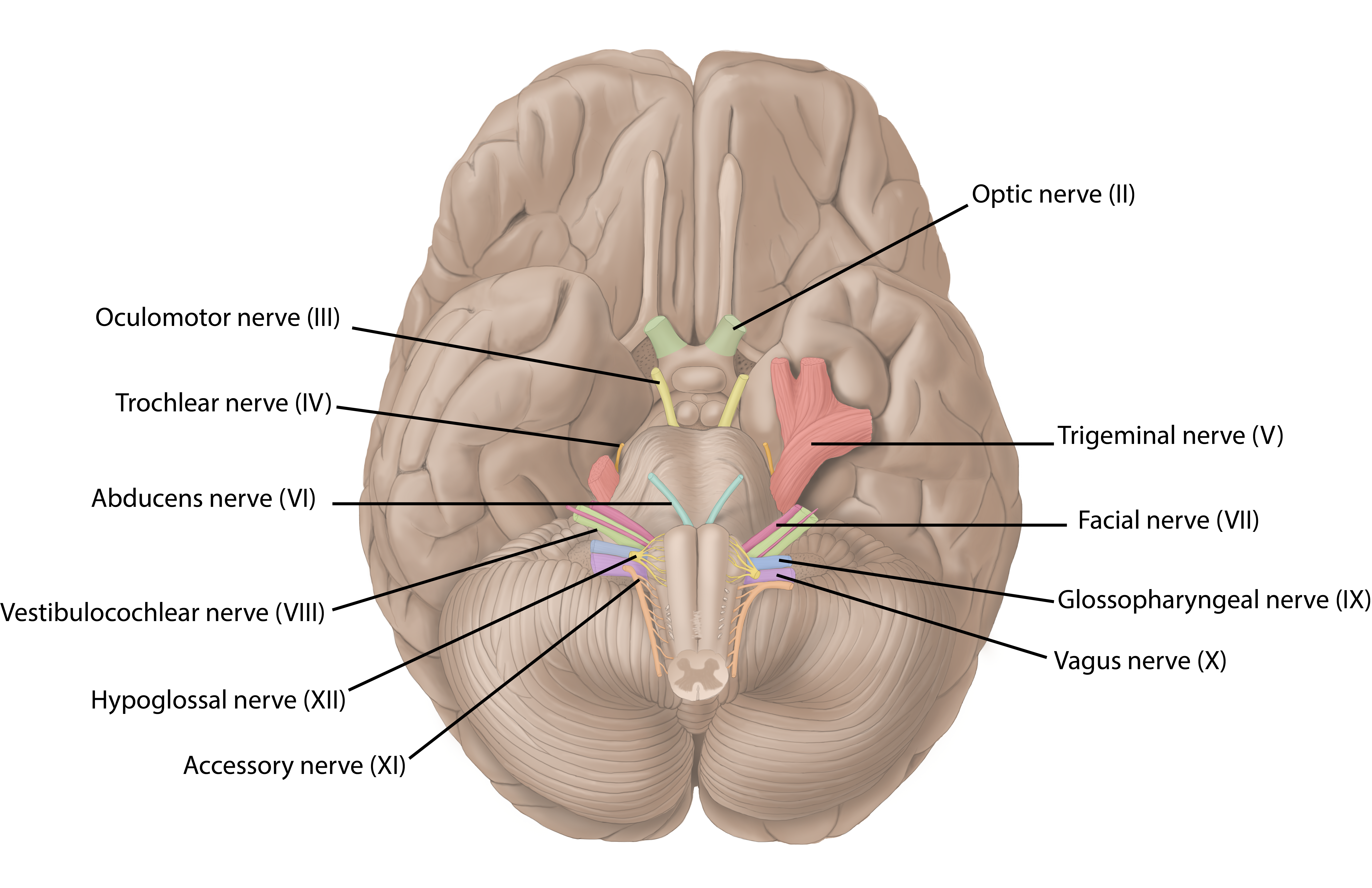 Brain Inferior View with Cranial Nerves.png