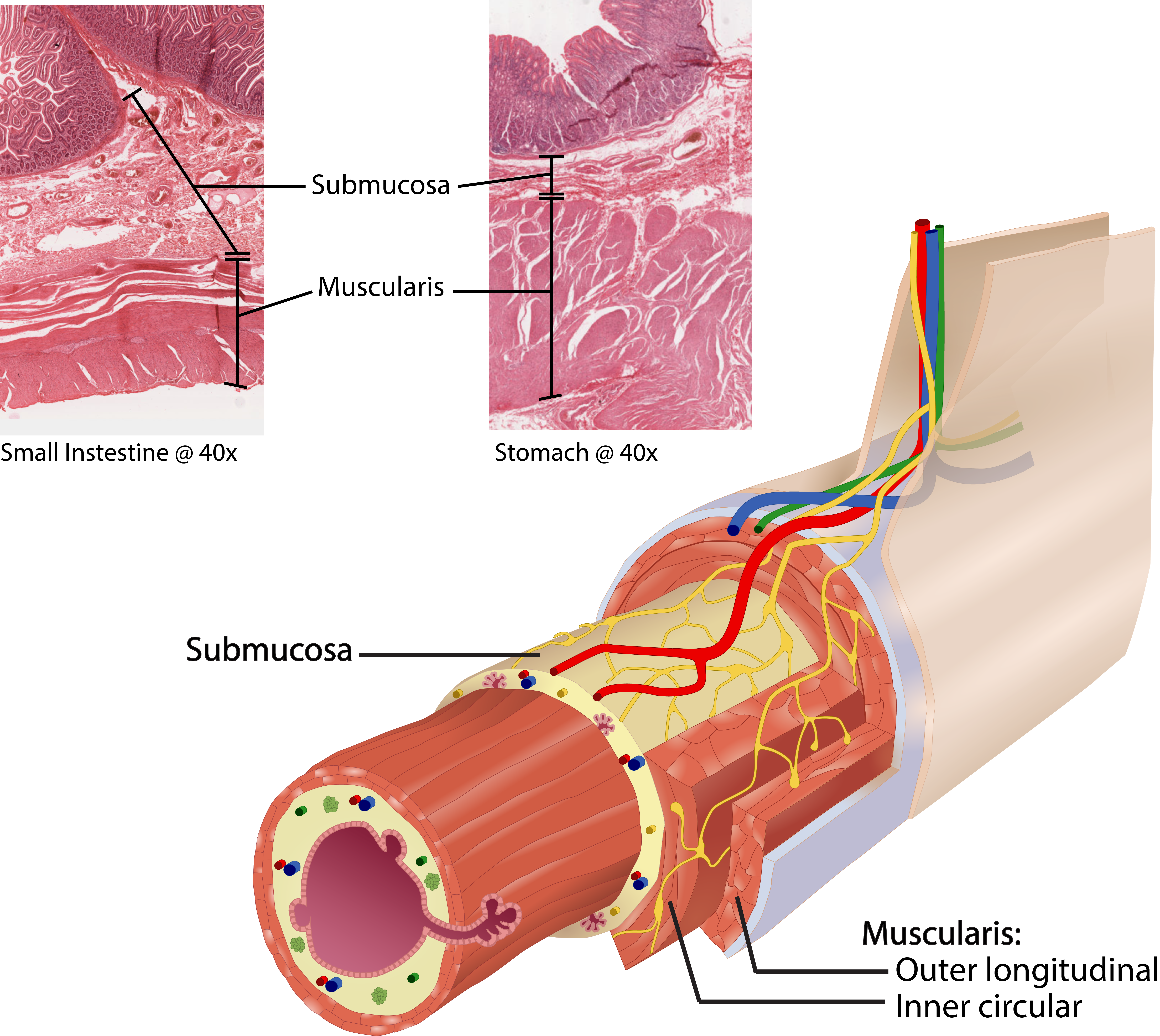 Layers of the GI Tract - Submucosa and Muscularis.png