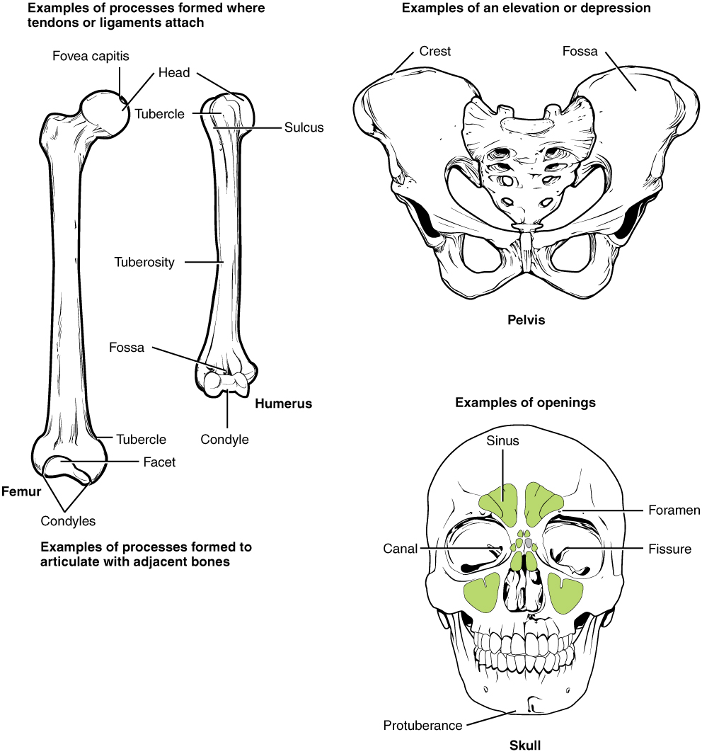 Femur, humerus, pelvis, skull with bone markings