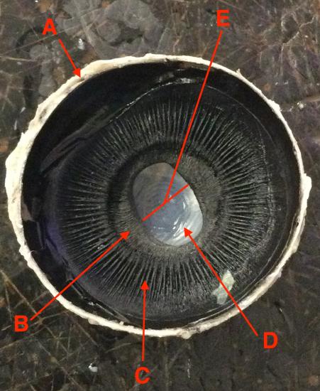 Cow eye internal anterior with letters